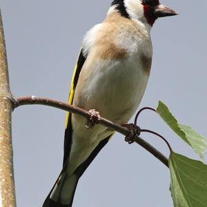 European Goldfinch