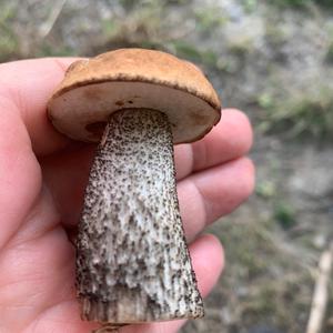 Orange Peel Fungus