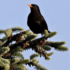 Eurasian Blackbird