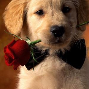 Unknown Breed