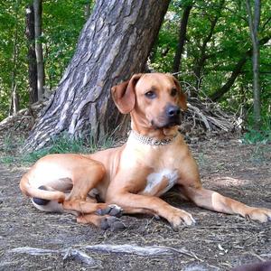 Rhodesian Ridgeback