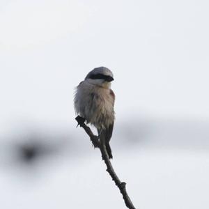 Red-backed Shrike