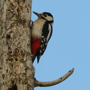 Great Spotted Woodpecker