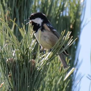 Coal Tit