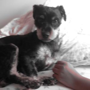 Unknown Breed
