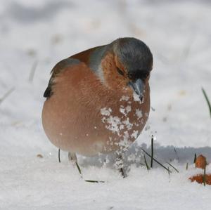 Eurasian Chaffinch