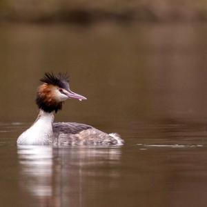 Great Crested Grebe