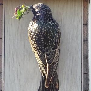 Common Starling