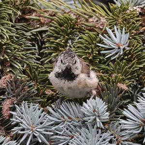 Crested Tit