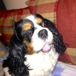 Cavalier King Charles Spaniel