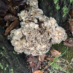 Hen-of-the-Woods