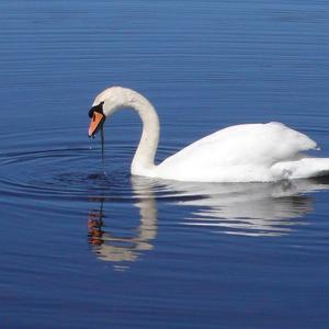 Mute Swan