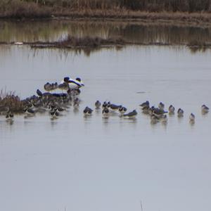 Northern Lapwing