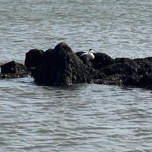 Common Eider