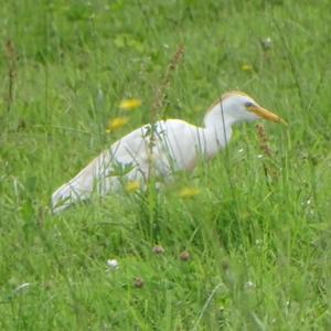 Cattle Egret