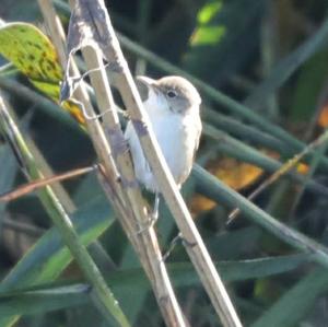 Eurasian Reed-warbler