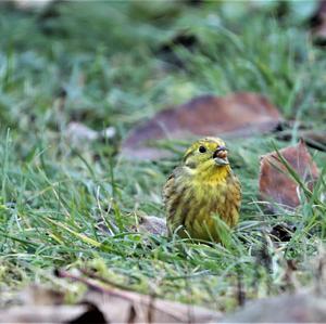 Yellowhammer