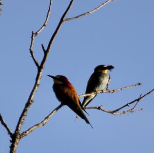 European Bee-eater