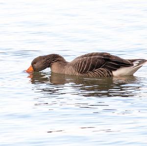 Greylag Goose