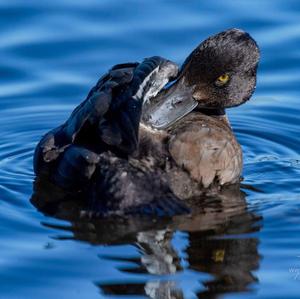 Tufted Duck