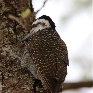 Bearded Woodpecker