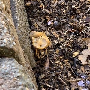 Blackening Wax-cap