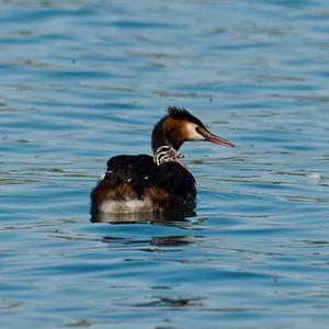 Great Crested Grebe