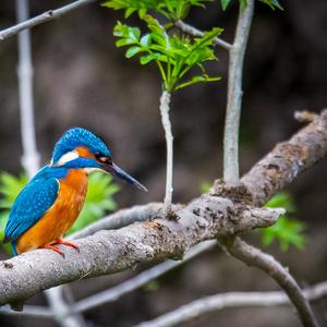 Eisvogel