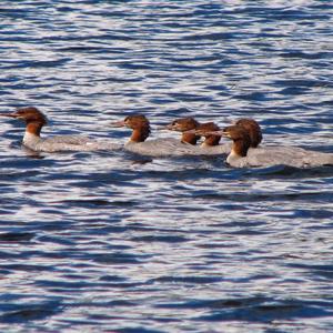 Common Merganser