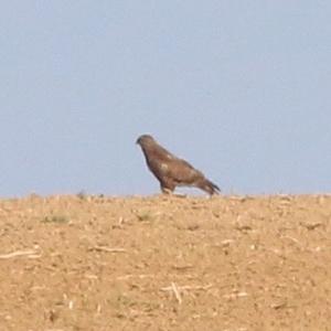 Common Buzzard