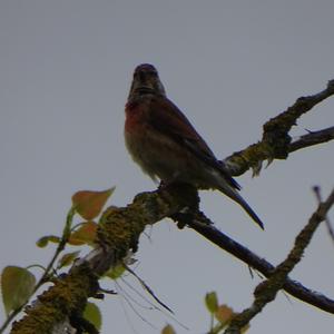 Eurasian Linnet