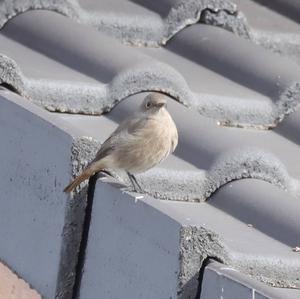 Black Redstart