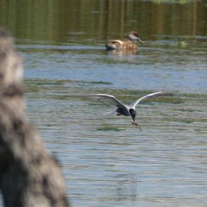 Whiskered Tern