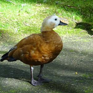 Ruddy Shelduck