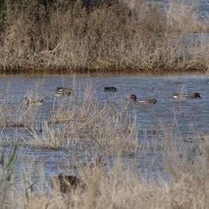 Common Teal