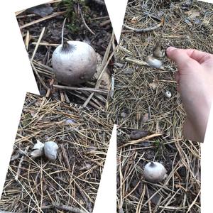 Striated Earthstar