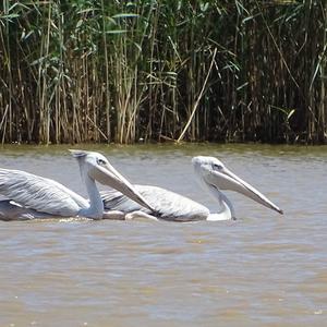 Spot-billed Pelican