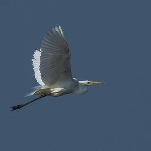 Great Egret