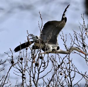 Grey Heron