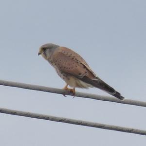 Common Kestrel