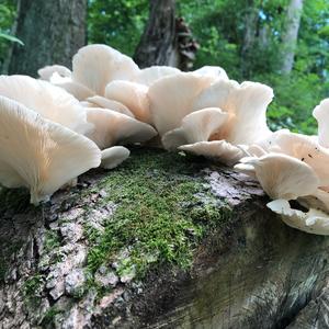 Oyster Mushroom