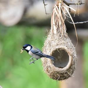 Great Tit