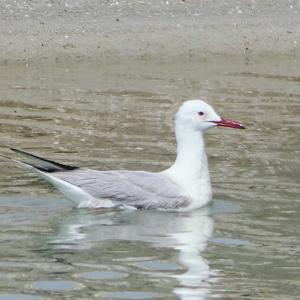 Slender-billed Gull