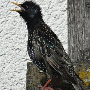 Common Starling