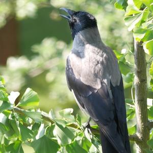 Hooded Crow