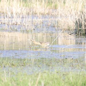 Great Bittern