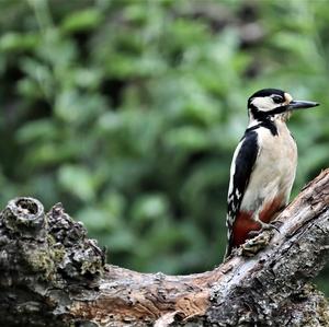 Great Spotted Woodpecker