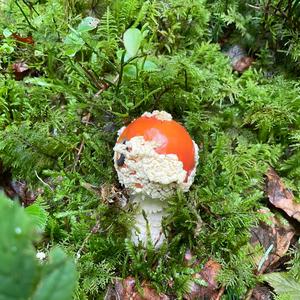 Fly Agaric