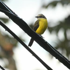 Grey-capped Flycatcher