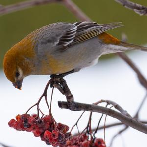 Pine Grosbeak